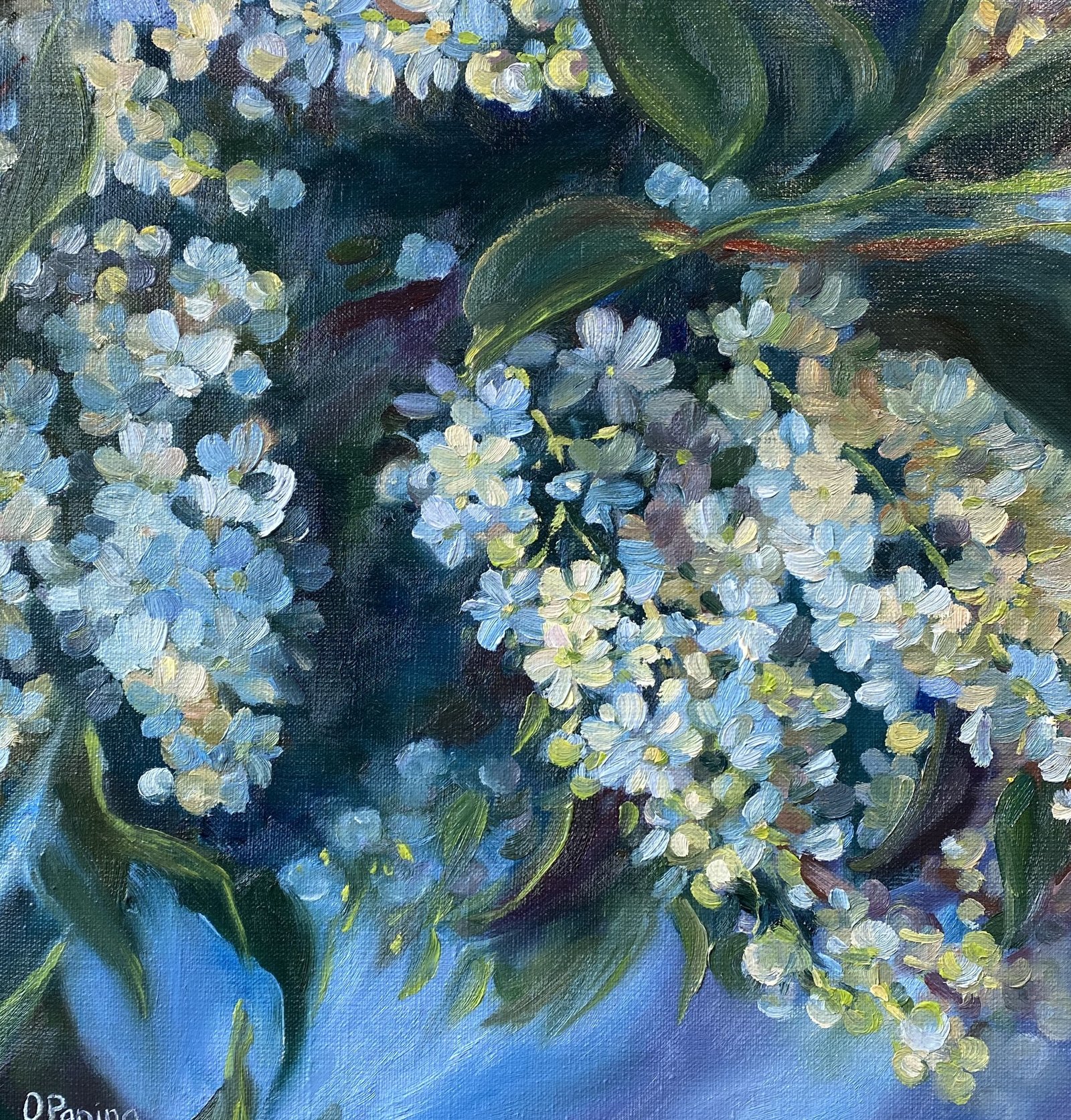 Bird Cherry