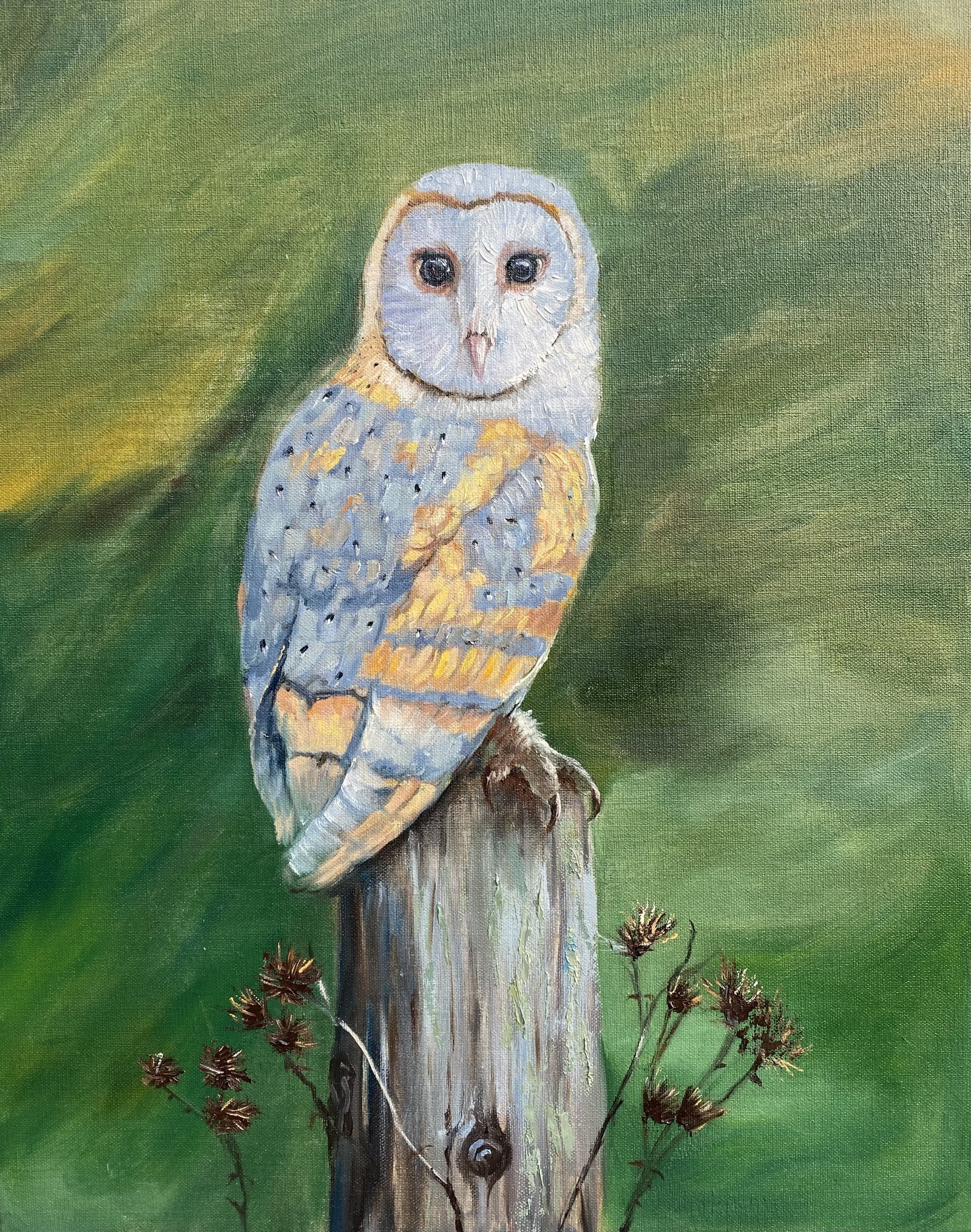 Owl