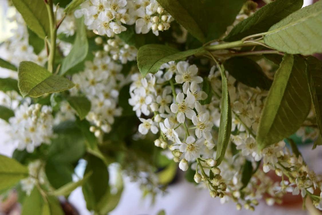 Bird cherry blossoms